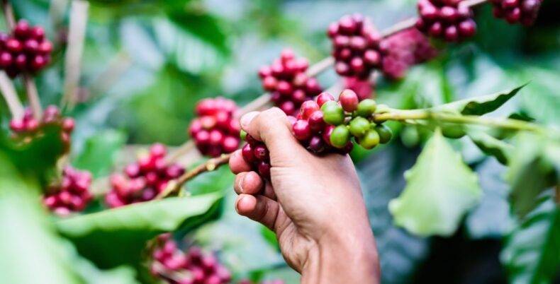 Bean good the mystery ingredient in classic India coffee